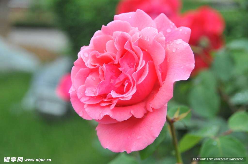 月季花