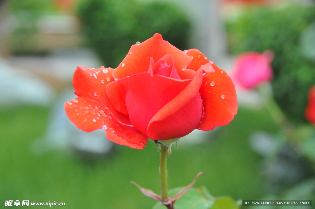 月季花
