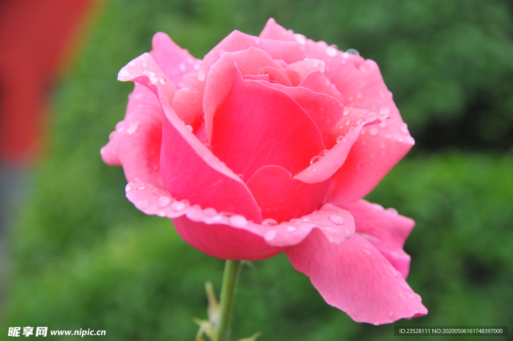 月季花