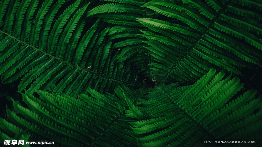 綠色蕨類植物圖片