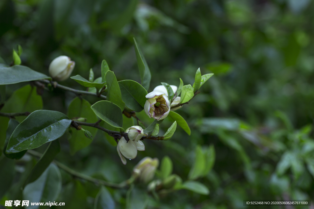 香花
