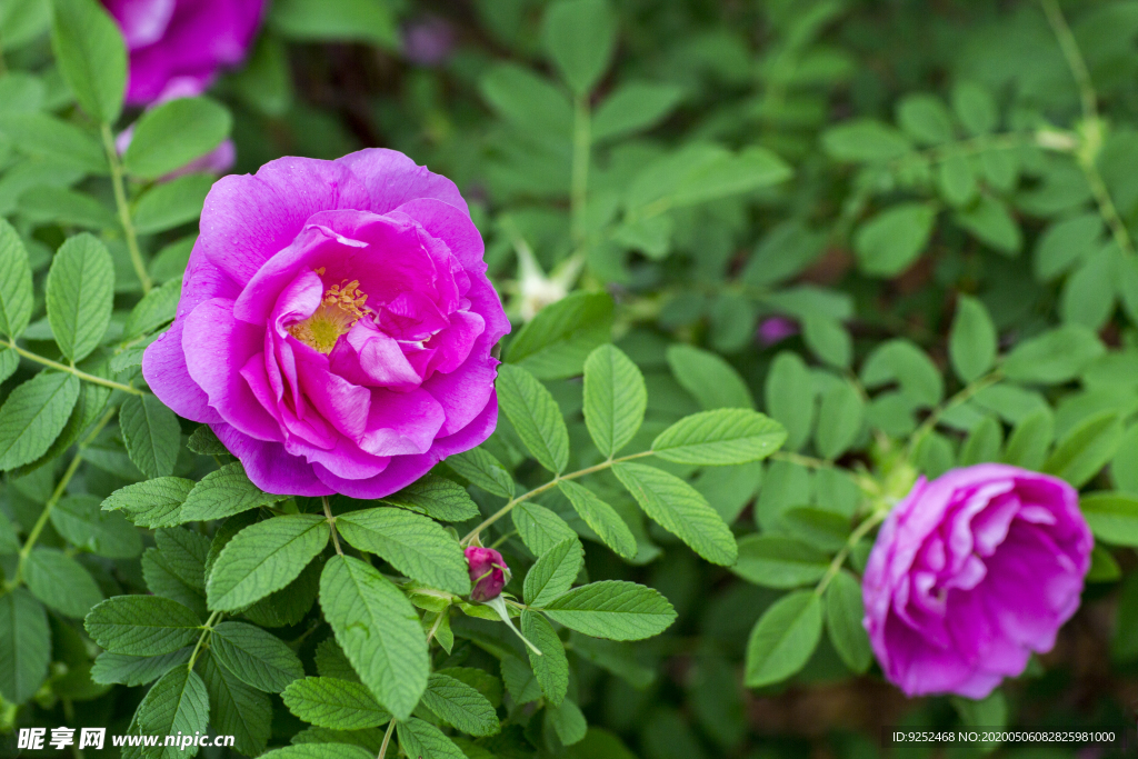 紫玫瑰