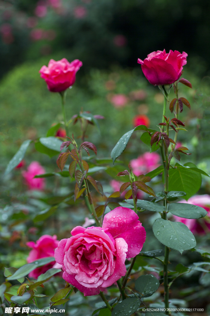 玫瑰花公園