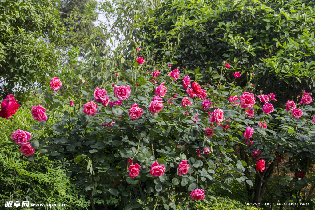 玫瑰花公園