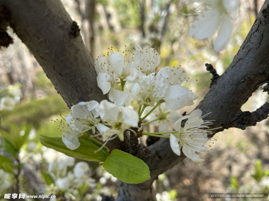 李子花