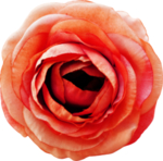 玫瑰花朵装饰
