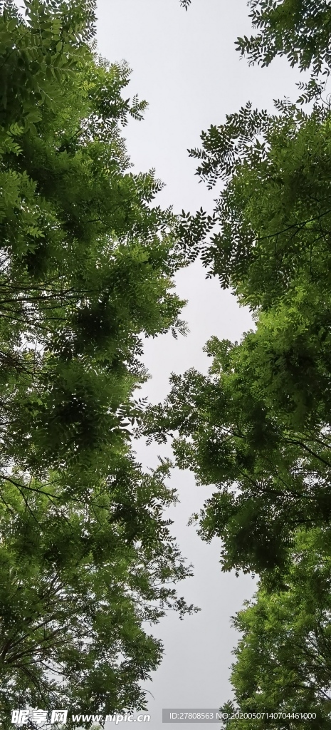 綠樹成蔭天空一線