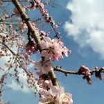 春季桃花 朵朵开
