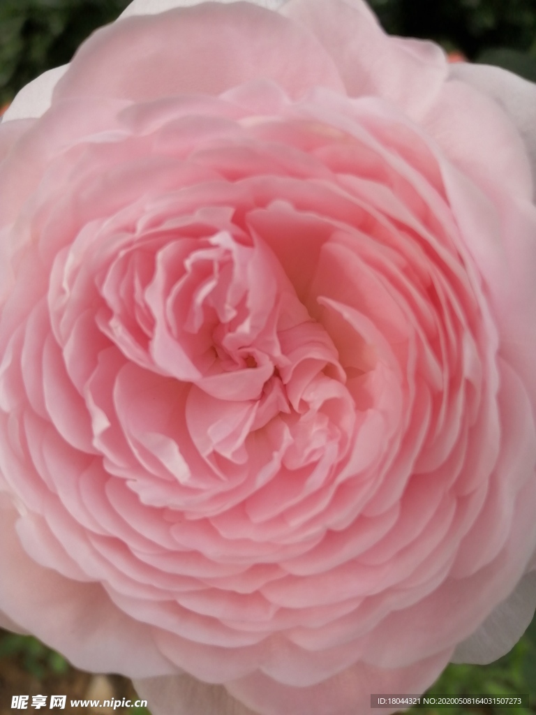 玫瑰花