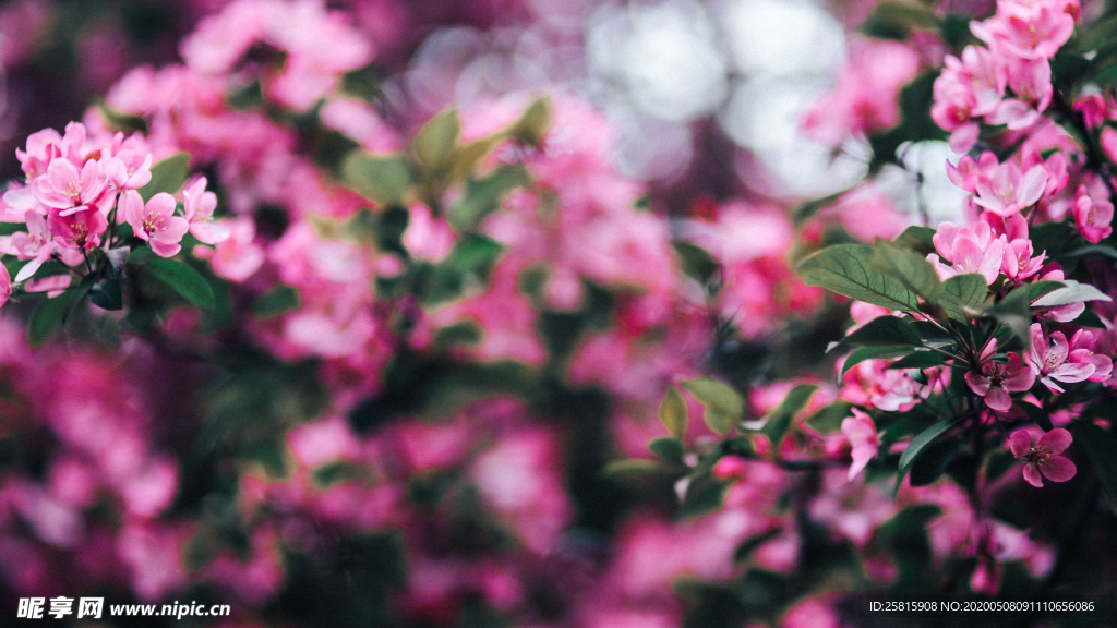 娇艳清新的海棠花图片