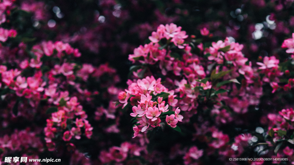 娇艳清新的海棠花图片