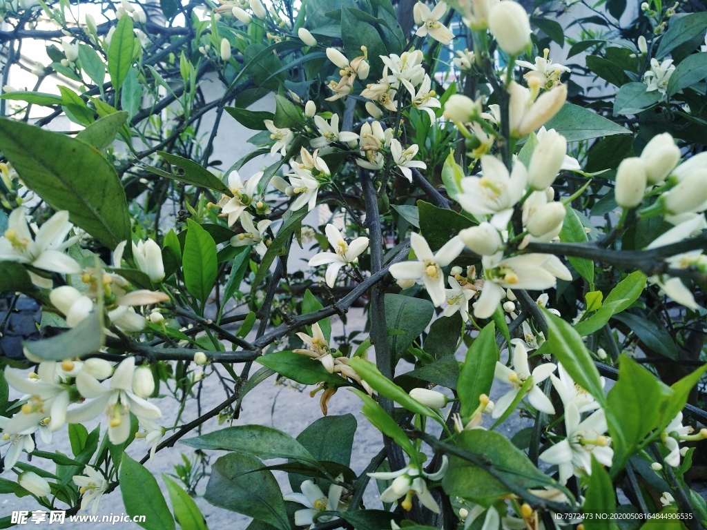橘子花