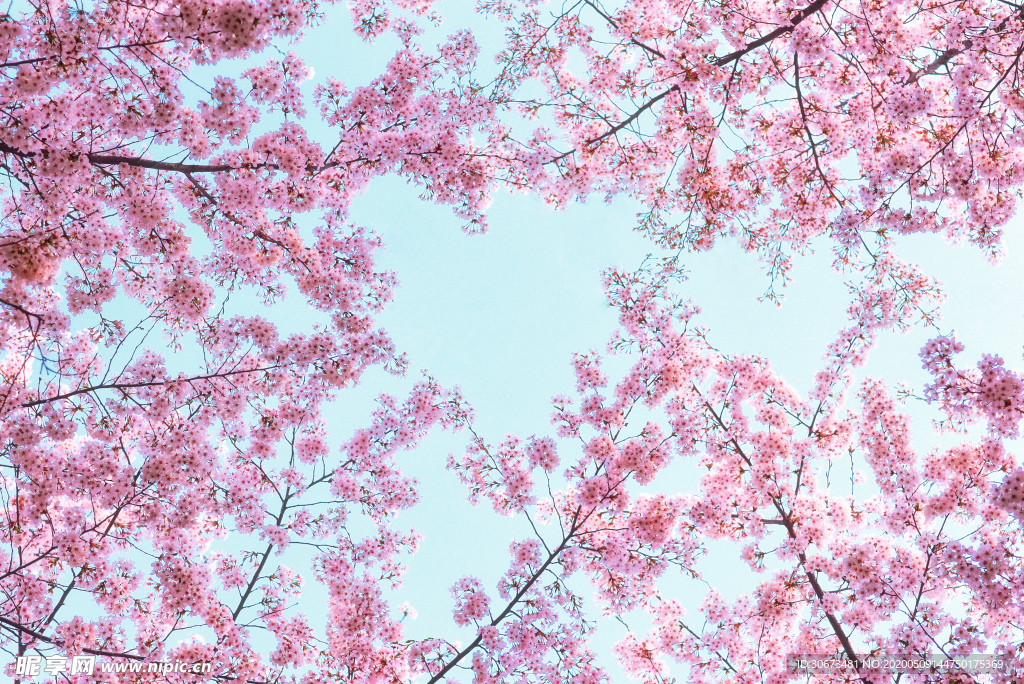粉色的樱花天空