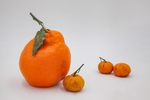粑粑柑 橘子图片