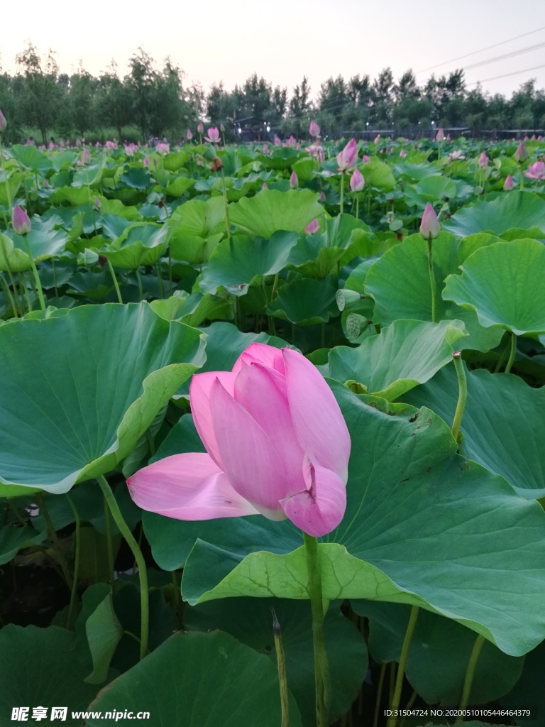 荷花