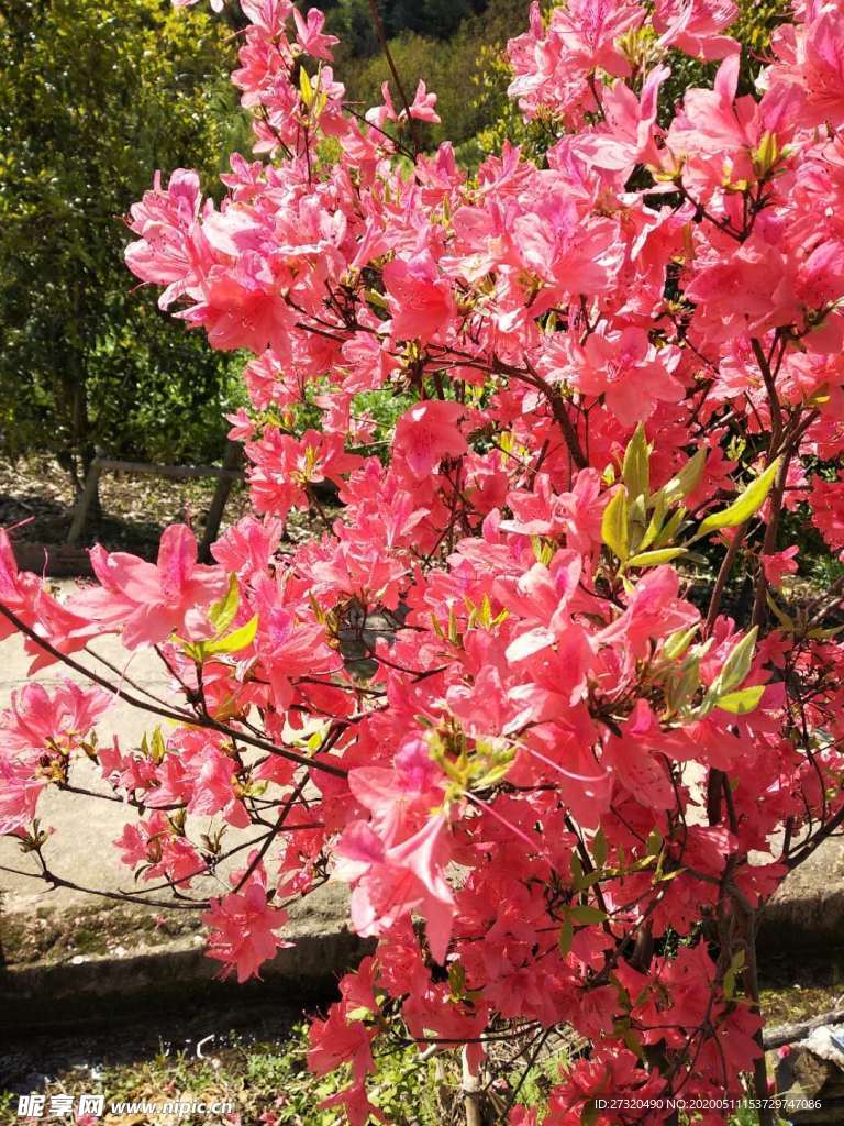 杜鵑花