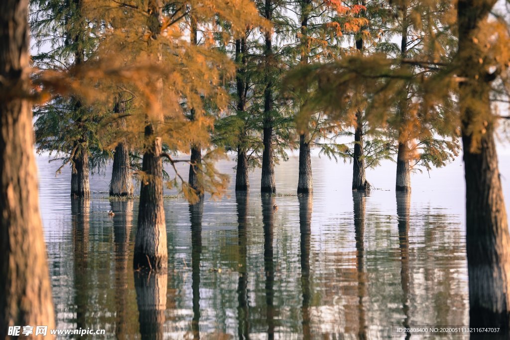 森林 树木 湖水 倒影