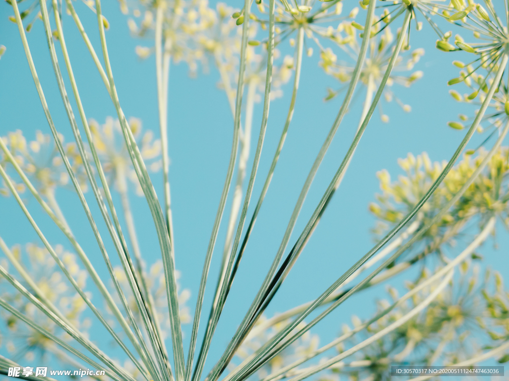 自然植物