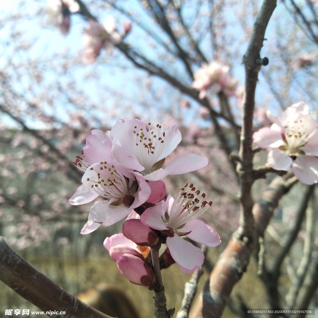 春季桃花开