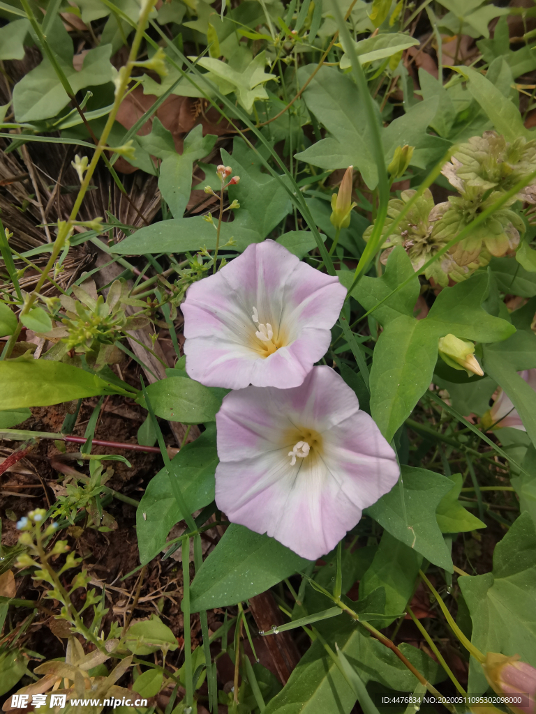 牽牛花