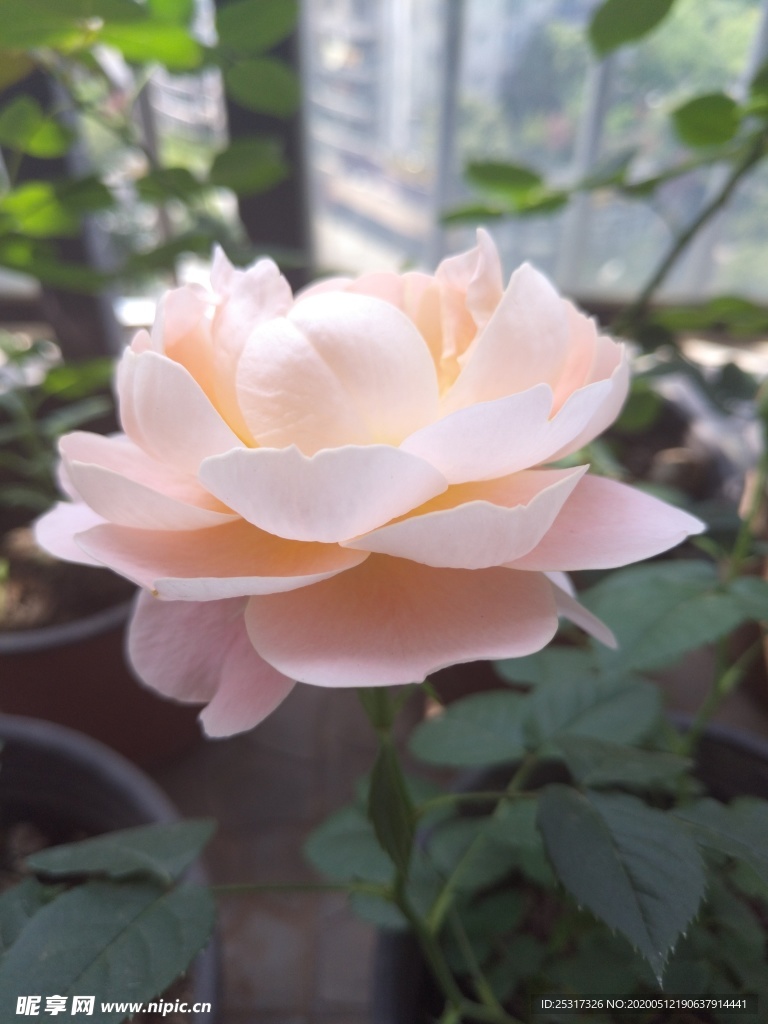淺色玫瑰