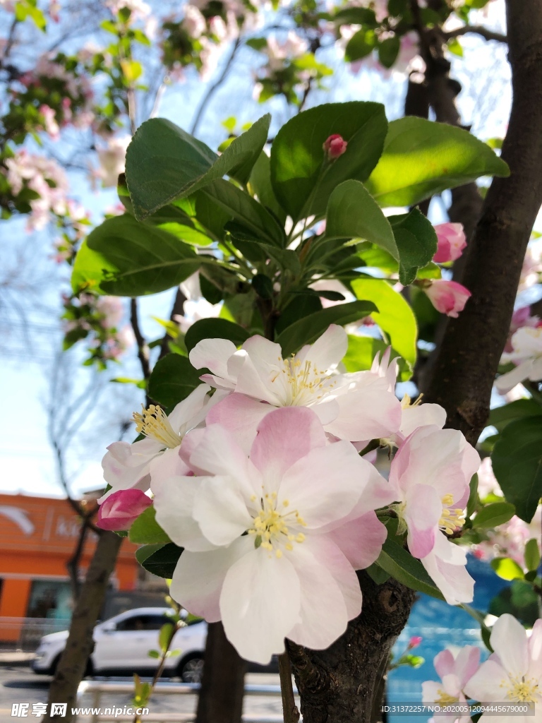 平分春色