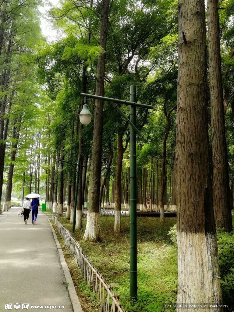 林中燈