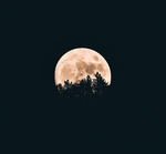 月亮树影