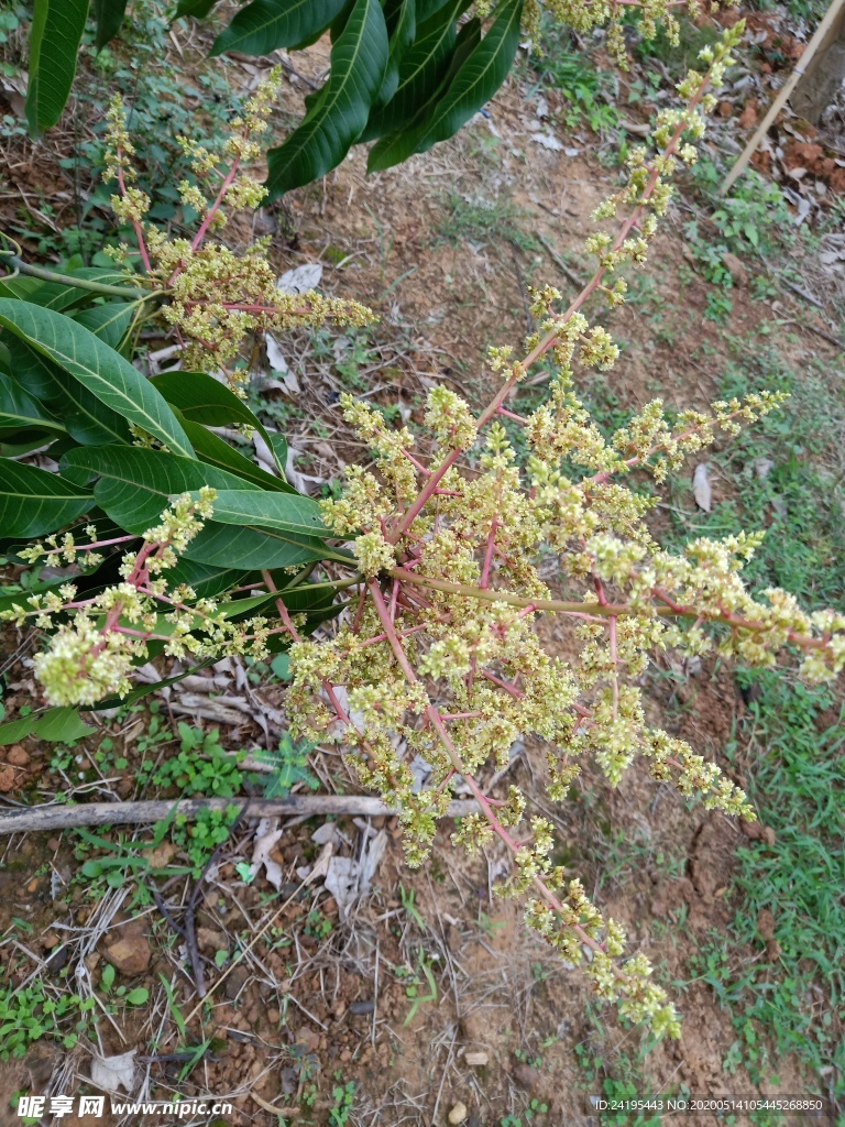 芒果花