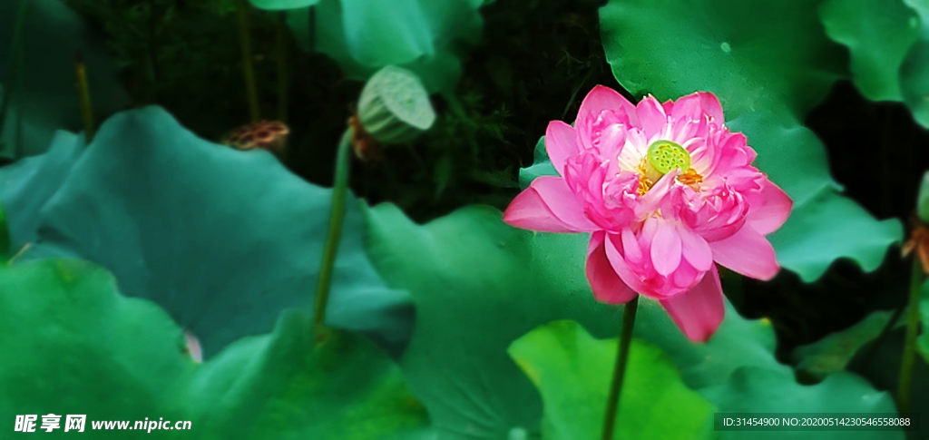 荷花
