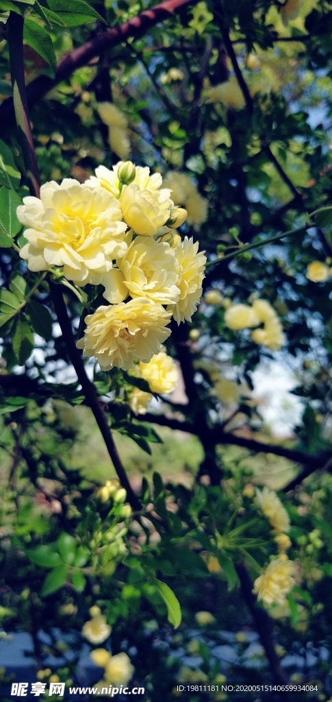 黃色的花