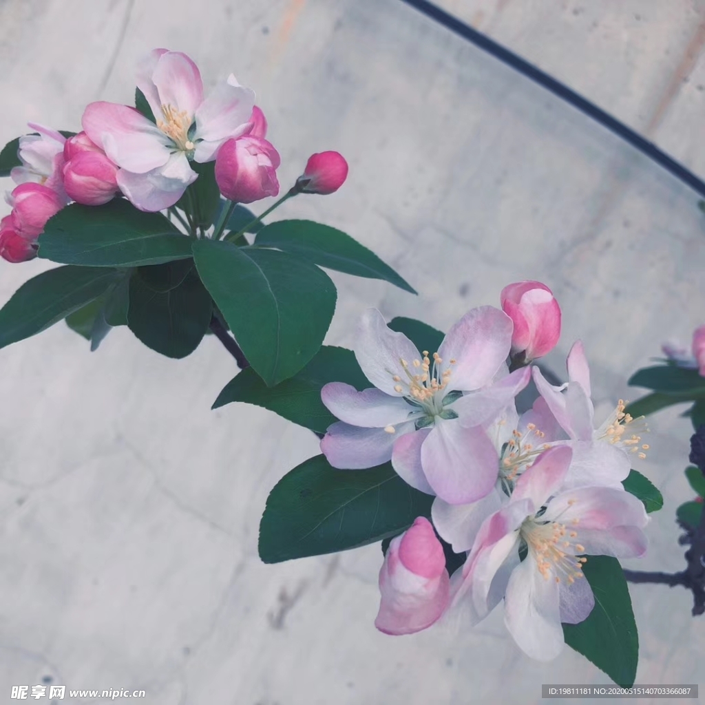 海棠或櫻花