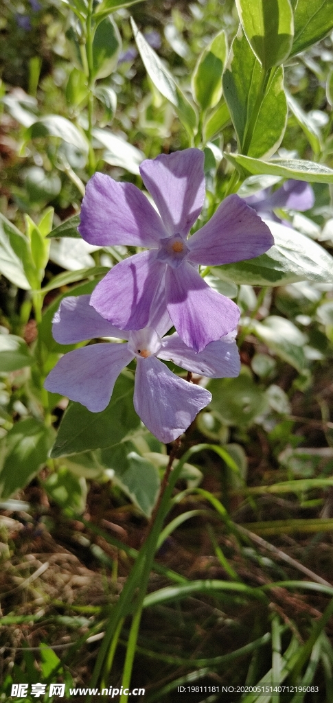 蔓長春花