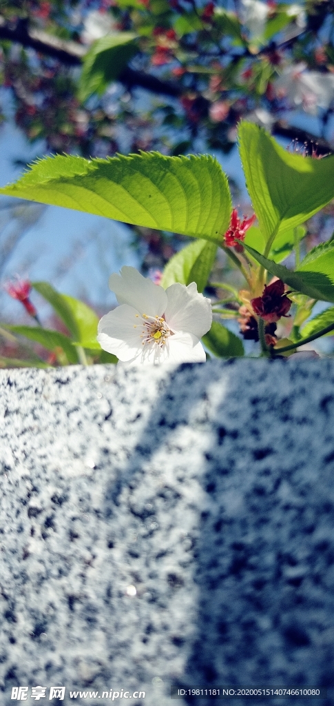 白櫻花