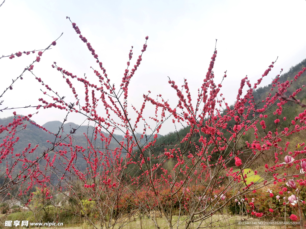 桃花