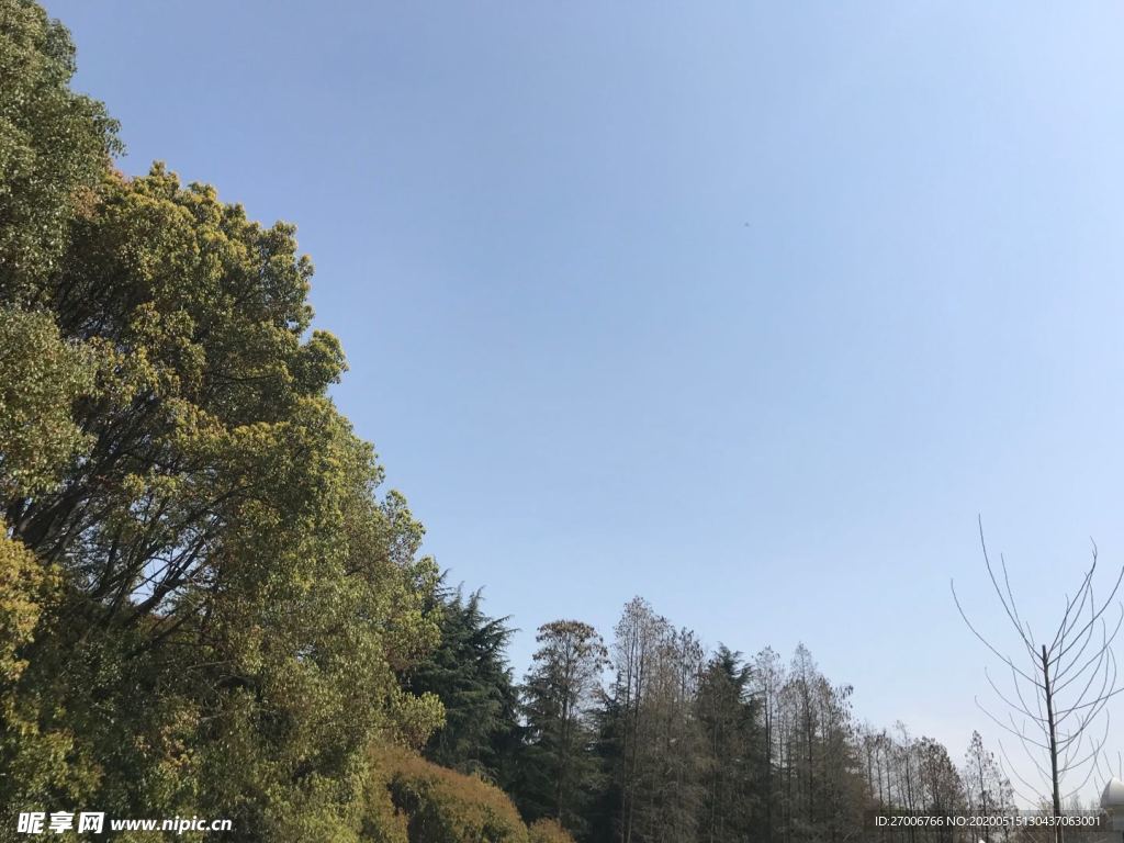 森林攝影