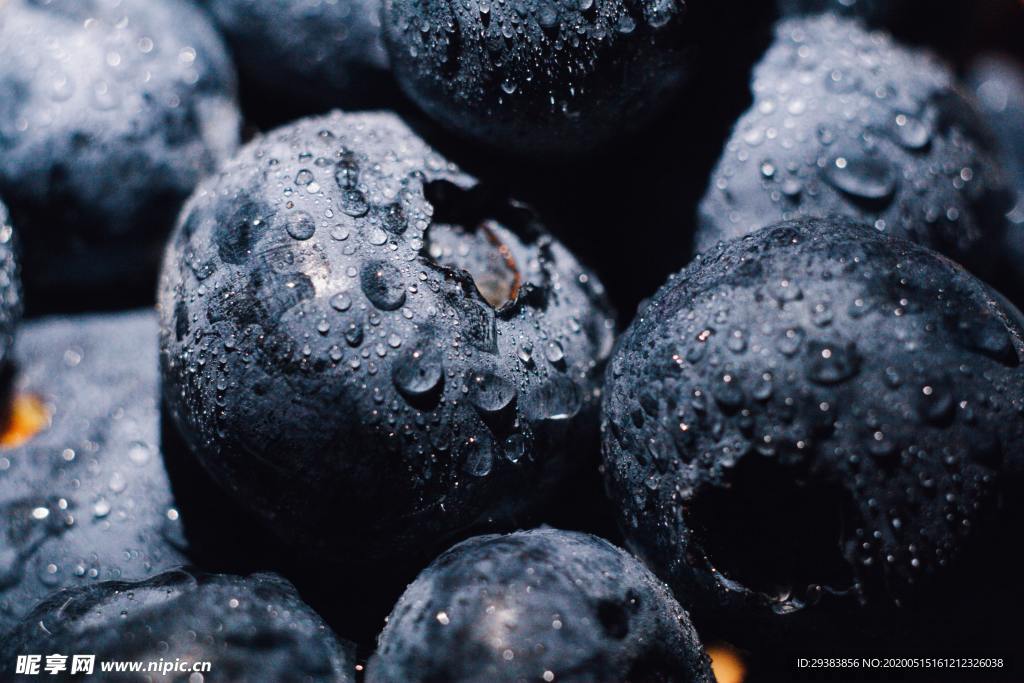 蓝莓 Blueberry