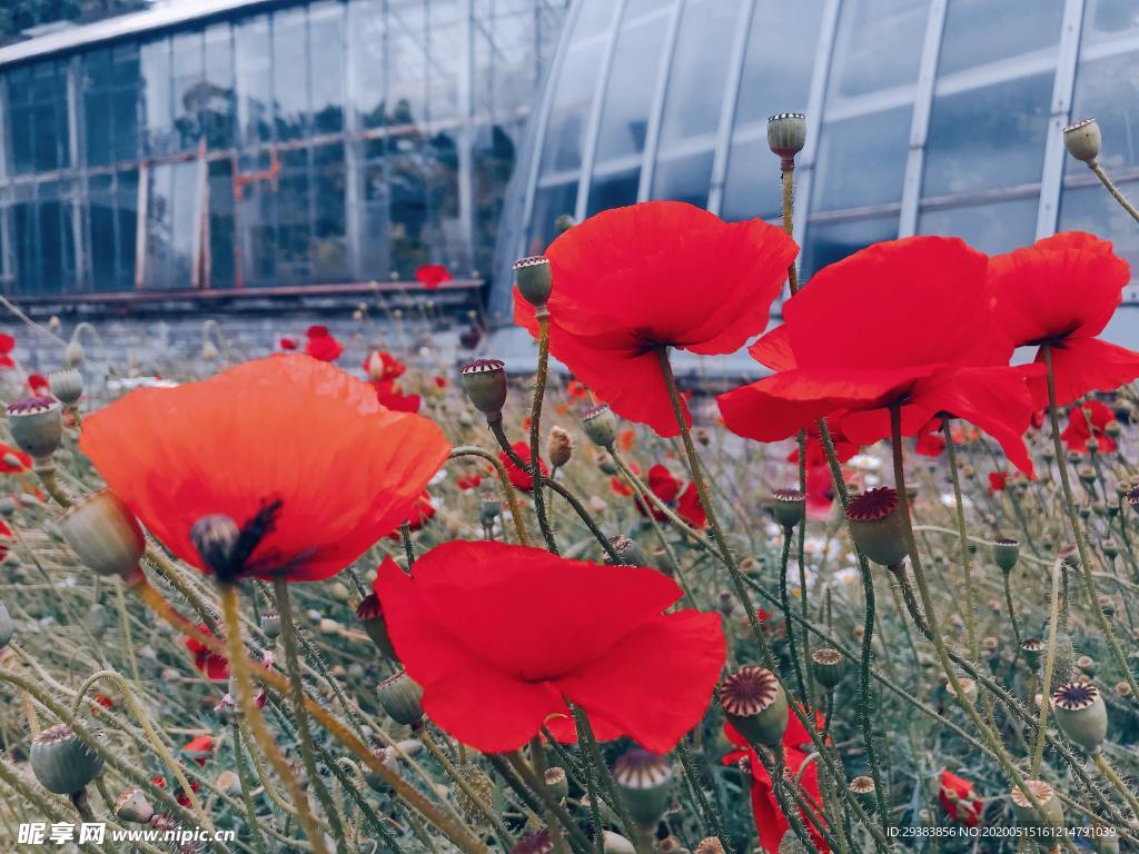 紅色虞美人 虞美人 紅色 春季