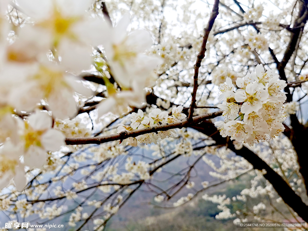 樱花