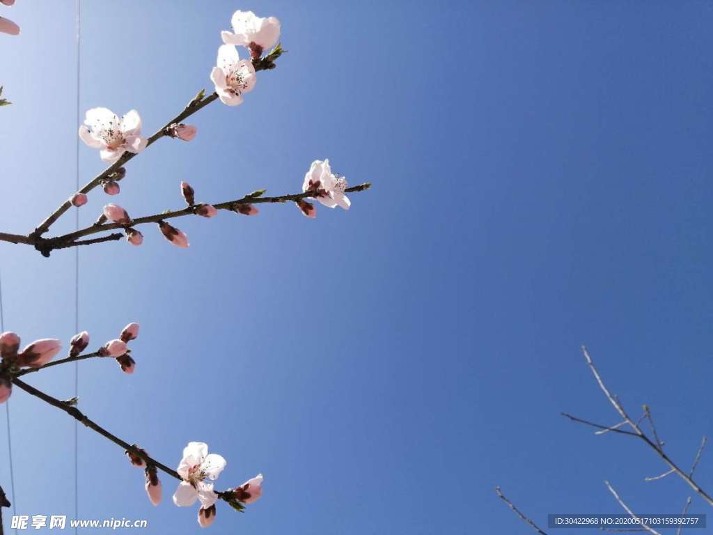 桃花