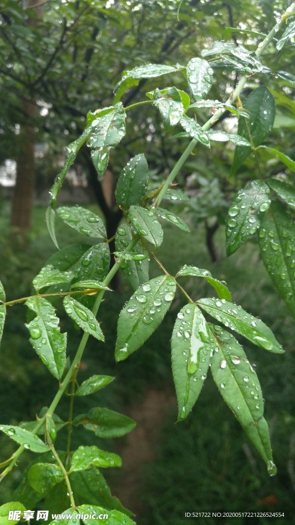 雨露 树叶