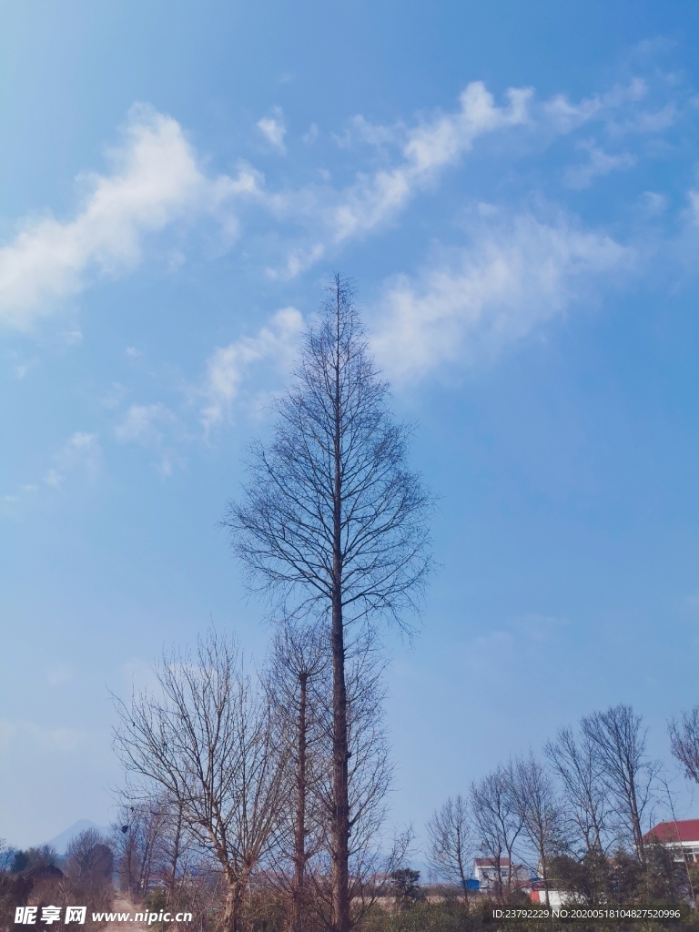 藍色天空風景樹