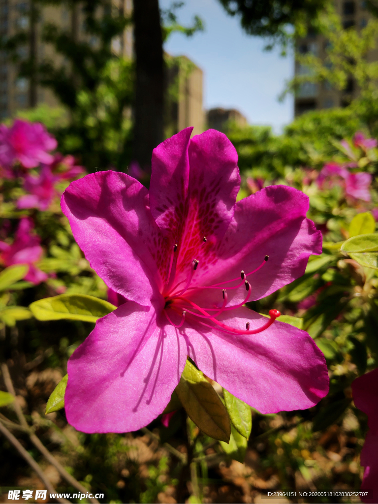 杜鵑花