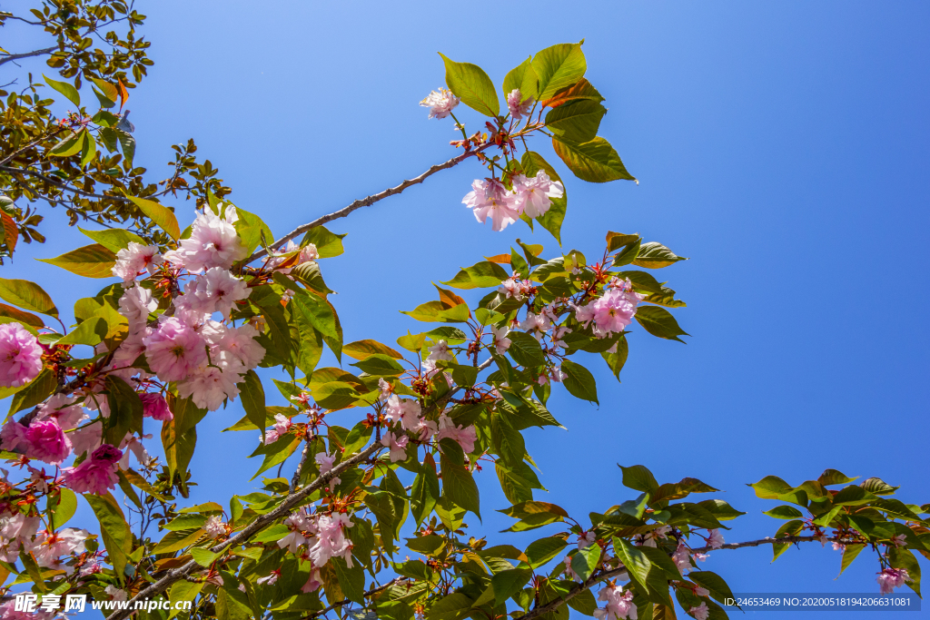 日本晚櫻 花