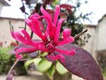 紅花檵木