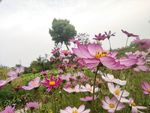 波斯菊