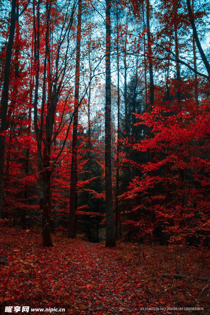 森林的一片红景