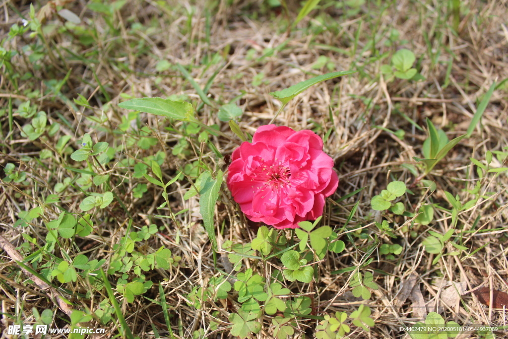 一朵桃花
