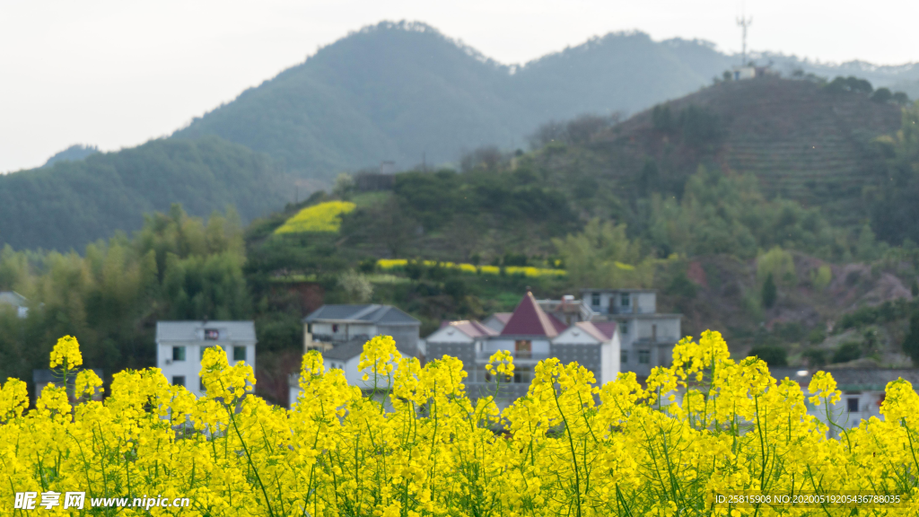 油菜花菜籽花图片