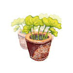 植物小盆